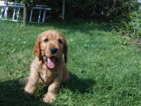 /album/anglicky-kokerspaniel/ulicnica-j-jpg/